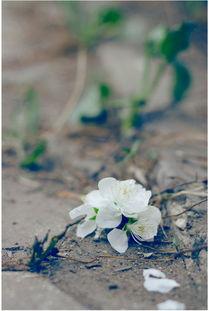 花开花落,岁月流转的自然轮回